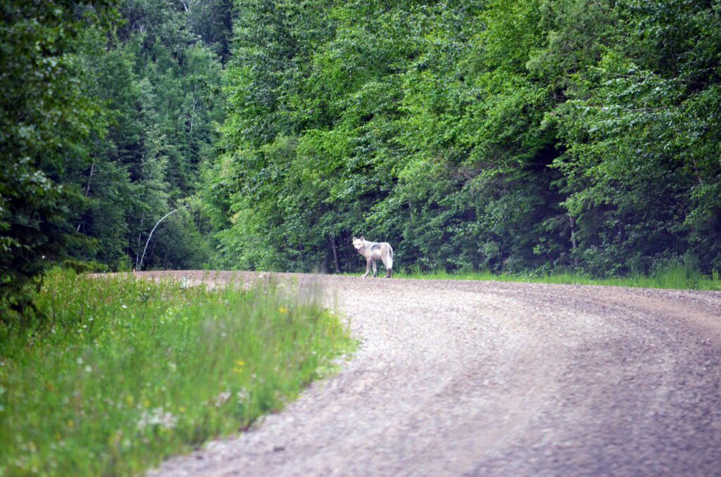 image of a Timber Wolf along Kingsmere Road, Prince Albert National Park, Saskatchewan