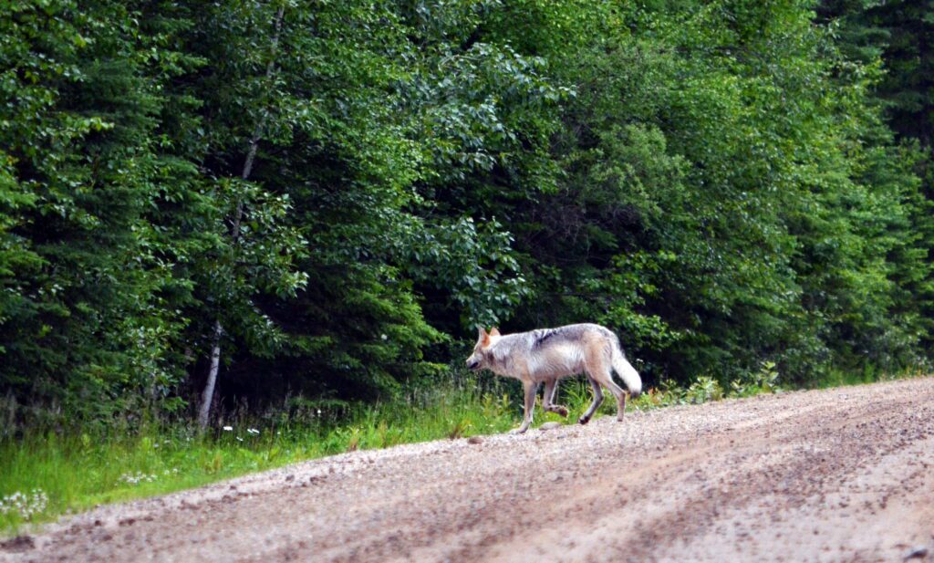 image of a Timber Wolf along Kingsmere Road, Prince Albert National Park, Saskatchewan