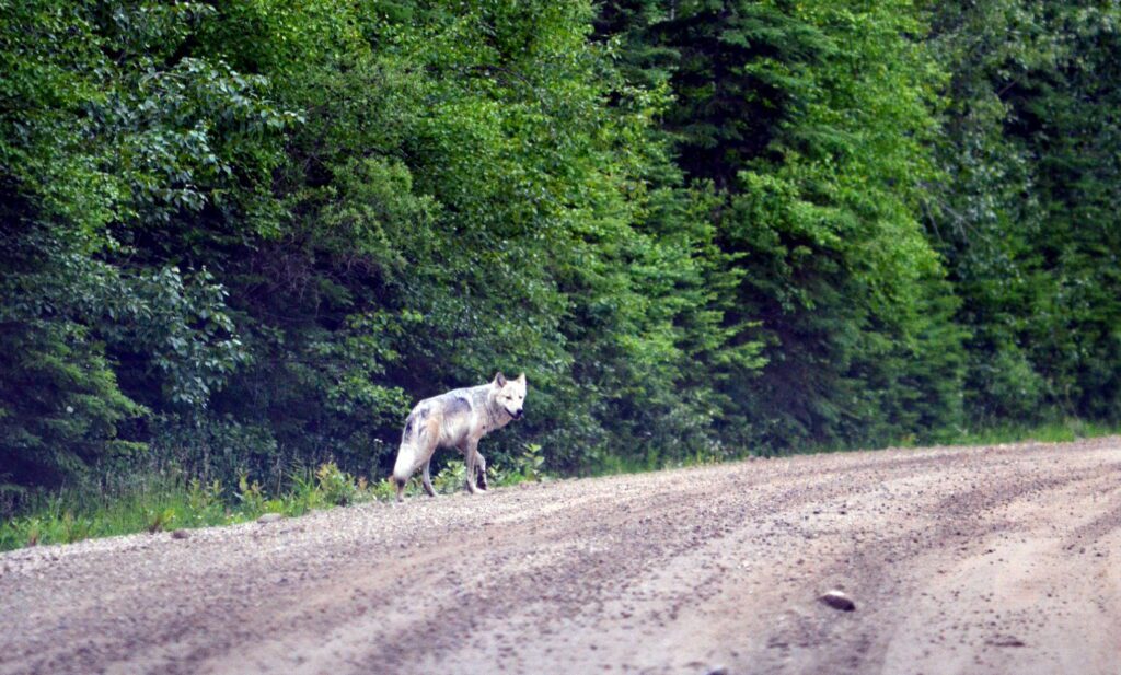 image of a Timber Wolf along Kingsmere Road, Prince Albert National Park, Saskatchewan