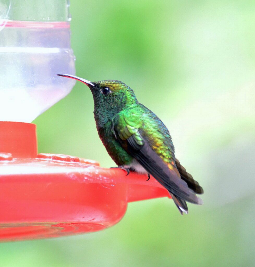 image of a coppery-headed emerald hummingbird, monteverde, costa rica