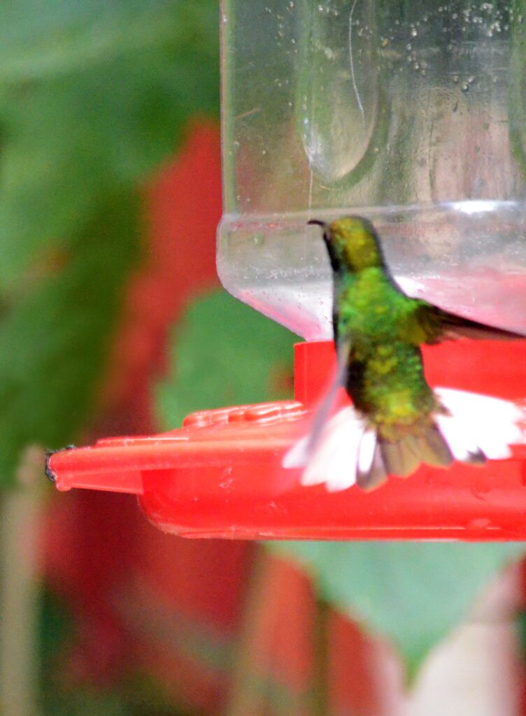 image of a coppery-headed emerald hummingbird with tail flared, monteverde, costa rica