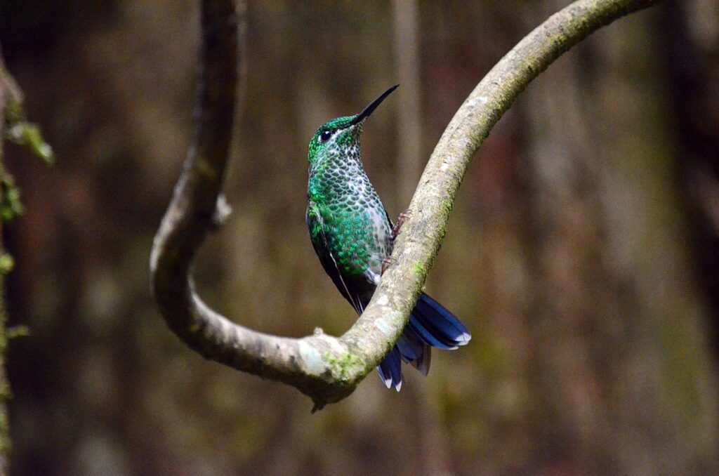 image of a green-crowned brilliant hummingbird, monteverde, costa rica