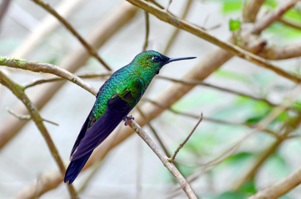 image of a male green-crowned brilliant hummingbird, monteverde, costa rica