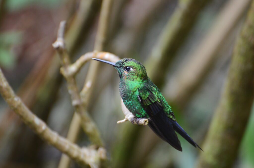 image of an immature male green-crowned brilliant hummingbird, monteverde, costa rica 