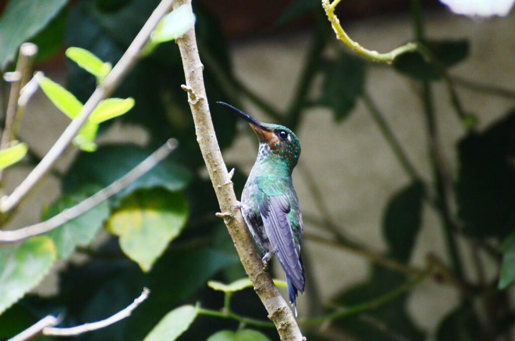 image of a juvenile male green-crowned brilliant hummingbird, monteverde, costa rica 