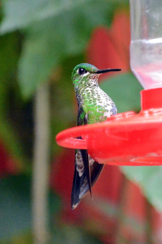 image of a female green-crowned brilliant hummingbird, monteverde, costa rica