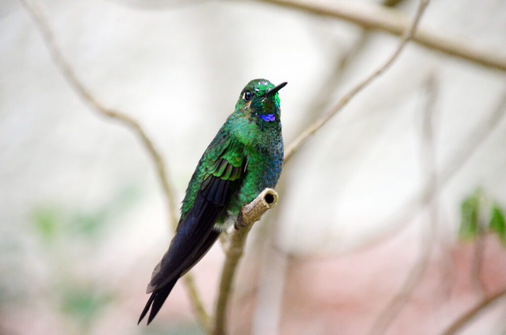 image of a male green-crowned brilliant hummingbird, monteverde, costa rica