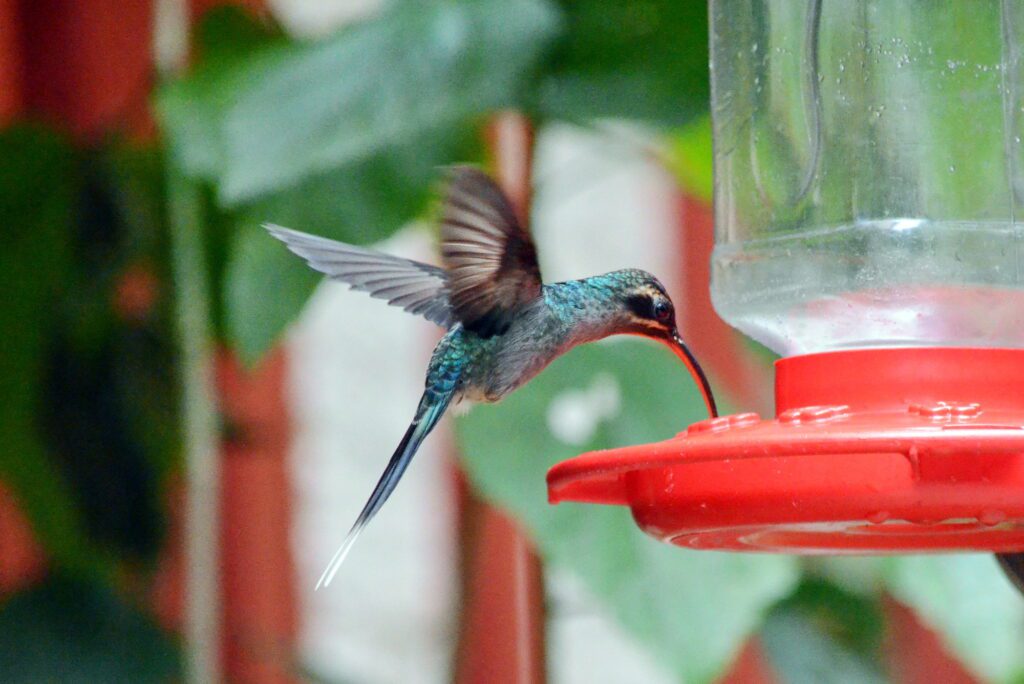 image of a male hermit hummingbird, monteverde hummingbird gallery, costa rica