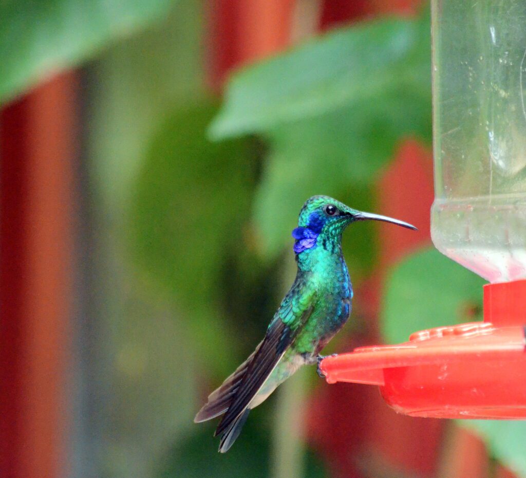 image of a male lesser violetear hummingbird, monteverde hummingbird gallery, costa rica