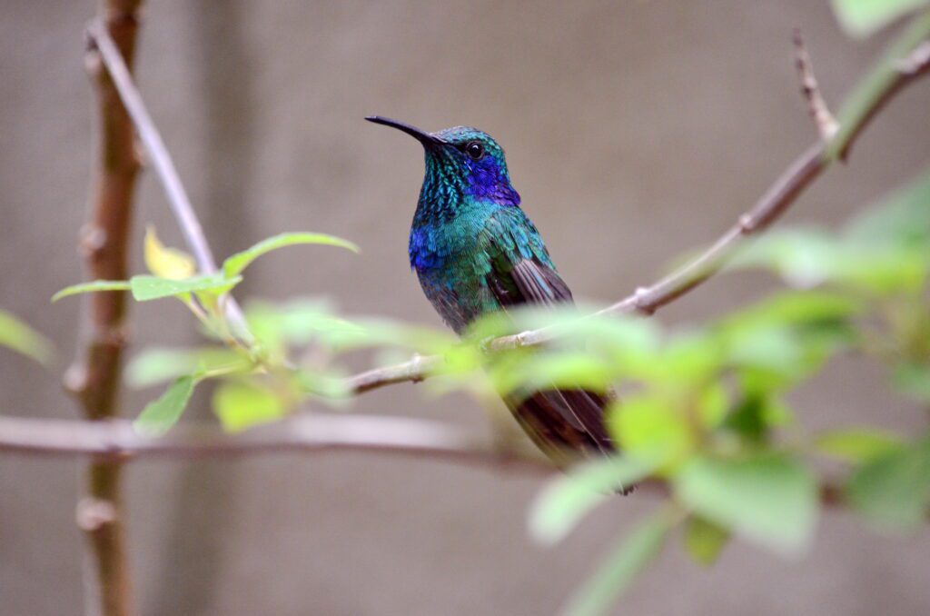 image of a male lesser violetear hummingbird, monteverde hummingbird gallery, costa rica