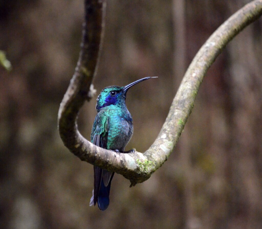 image of a male lesser violetear hummingbird, monteverde hummingbird gallery, costa rica