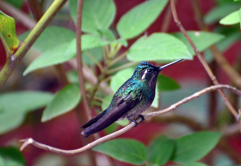 image of a male purple-throated mountain gem hummingbird, monteverde hummingbird gallery, costa rica