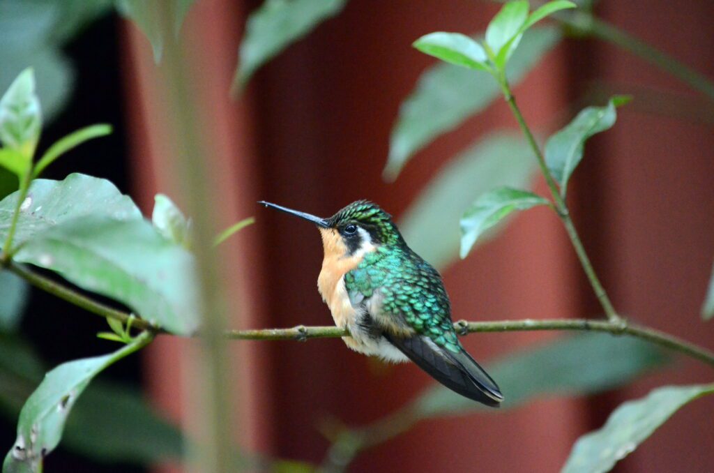 image of a female purple-throated mountain gem hummingbird, monteverde hummingbird gallery, costa rica