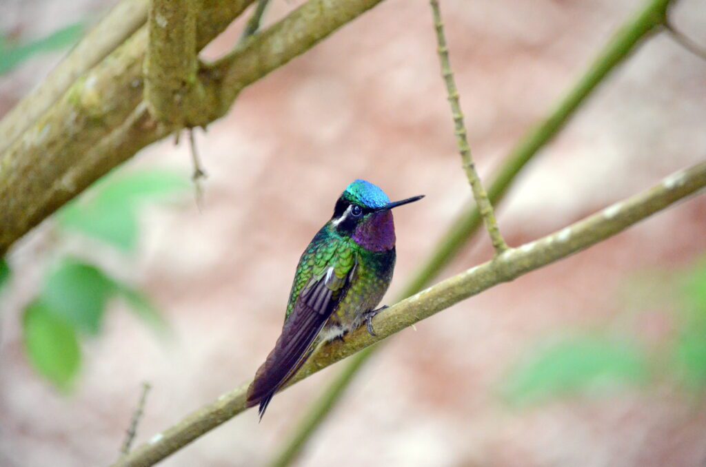 image of a male purple-throated mountain gem hummingbird, monteverde hummingbird gallery, costa rica
