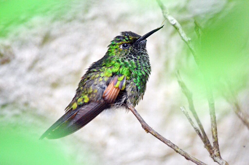 image of a stripe-tailed hummingbird, monteverde, costa rica