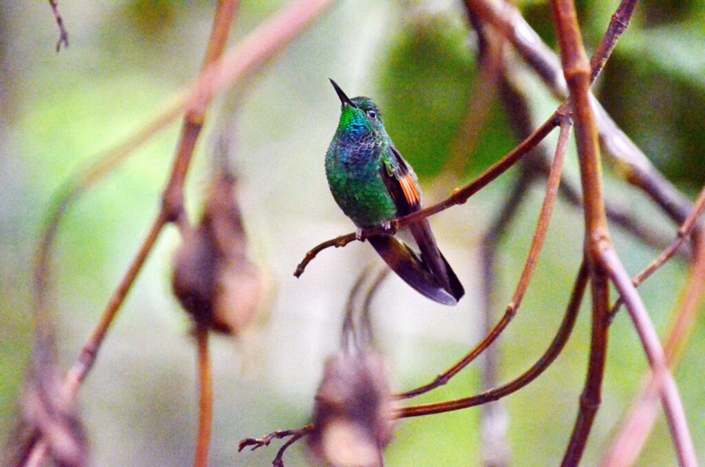 image of a stripe-tailed hummingbird, monteverde, costa rica