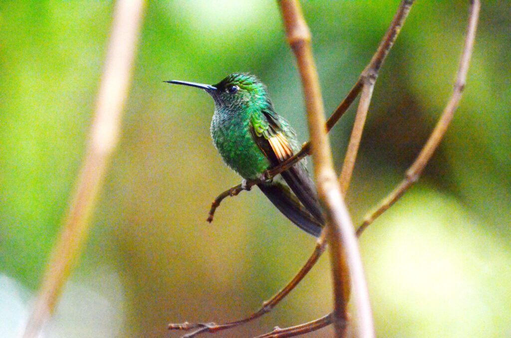 image of a stripe-tailed hummingbird, monteverde, costa rica