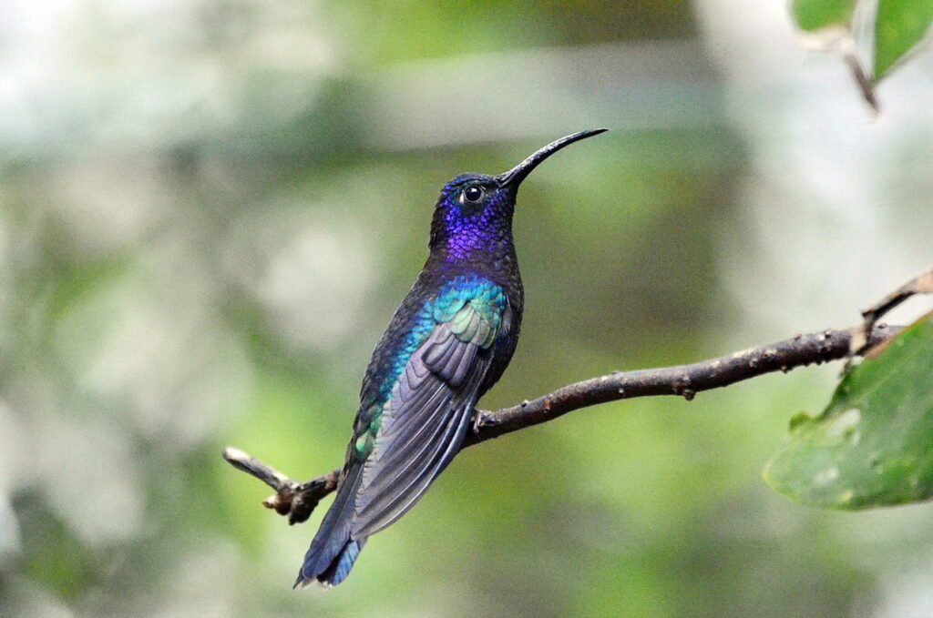 image of a male violet sabrewing hummingbird, monteverde hummingbird gallery, costa rica