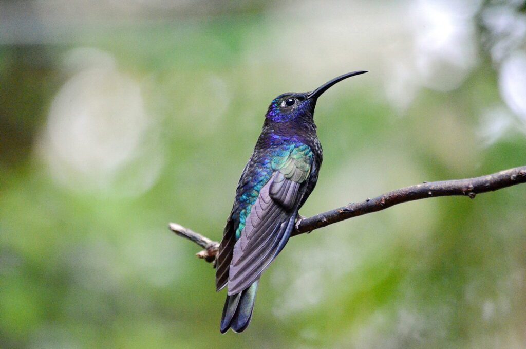 image of a male violet sabrewing hummingbird, monteverde hummingbird gallery, costa rica
