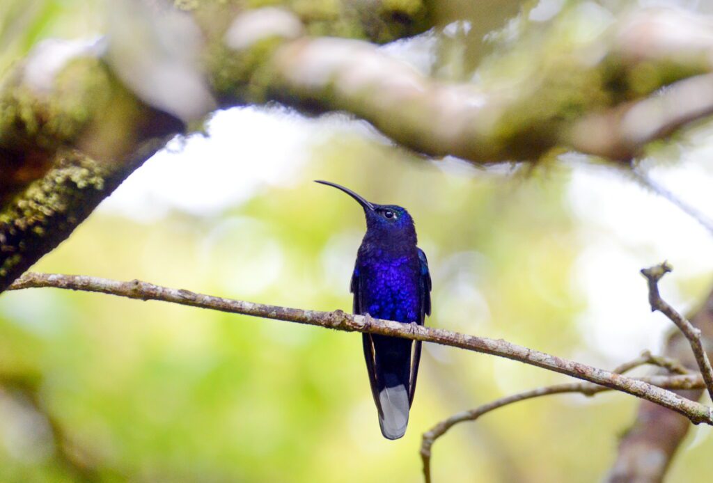 image of a male violet sabrewing hummingbird, monteverde hummingbird gallery, costa rica