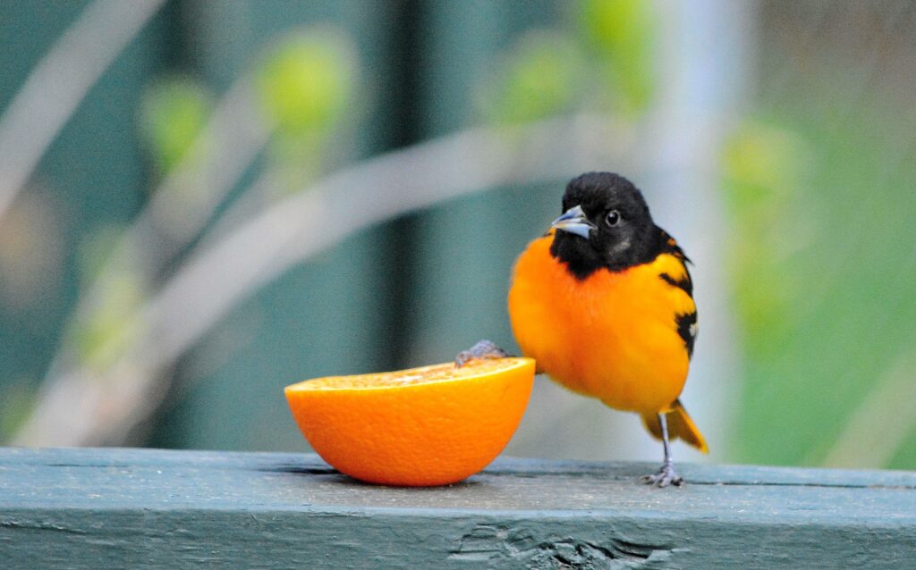 Baltimore Oriole on an orange.