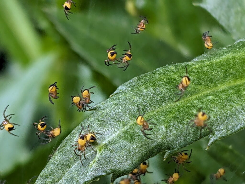 Hundreds of baby orbweaver spiders in Ontario, Canada.