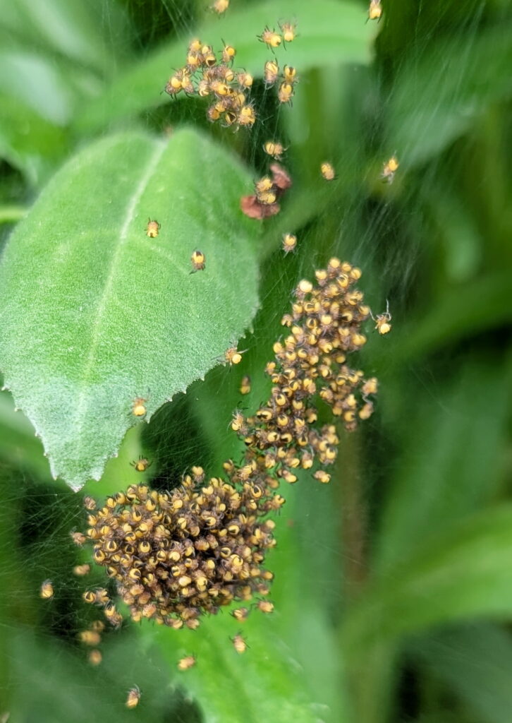 Hundreds of baby orbweaver spiders in Ontario, Canada.