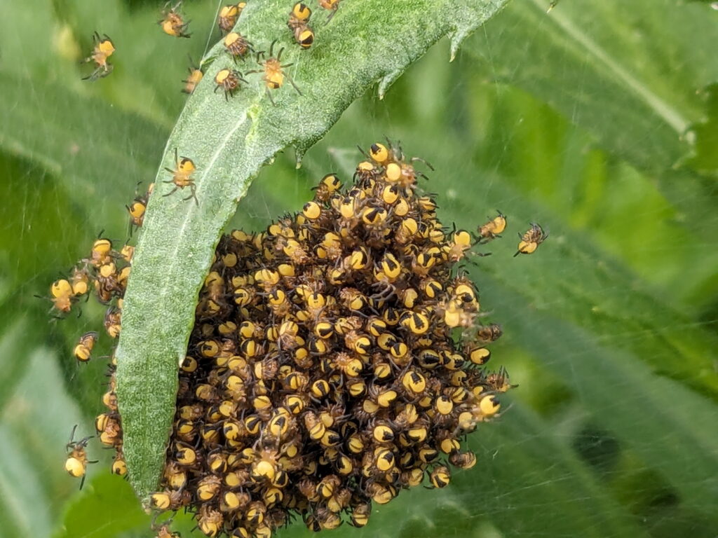 Hundreds of baby orbweaver spiders in Ontario, Canada.