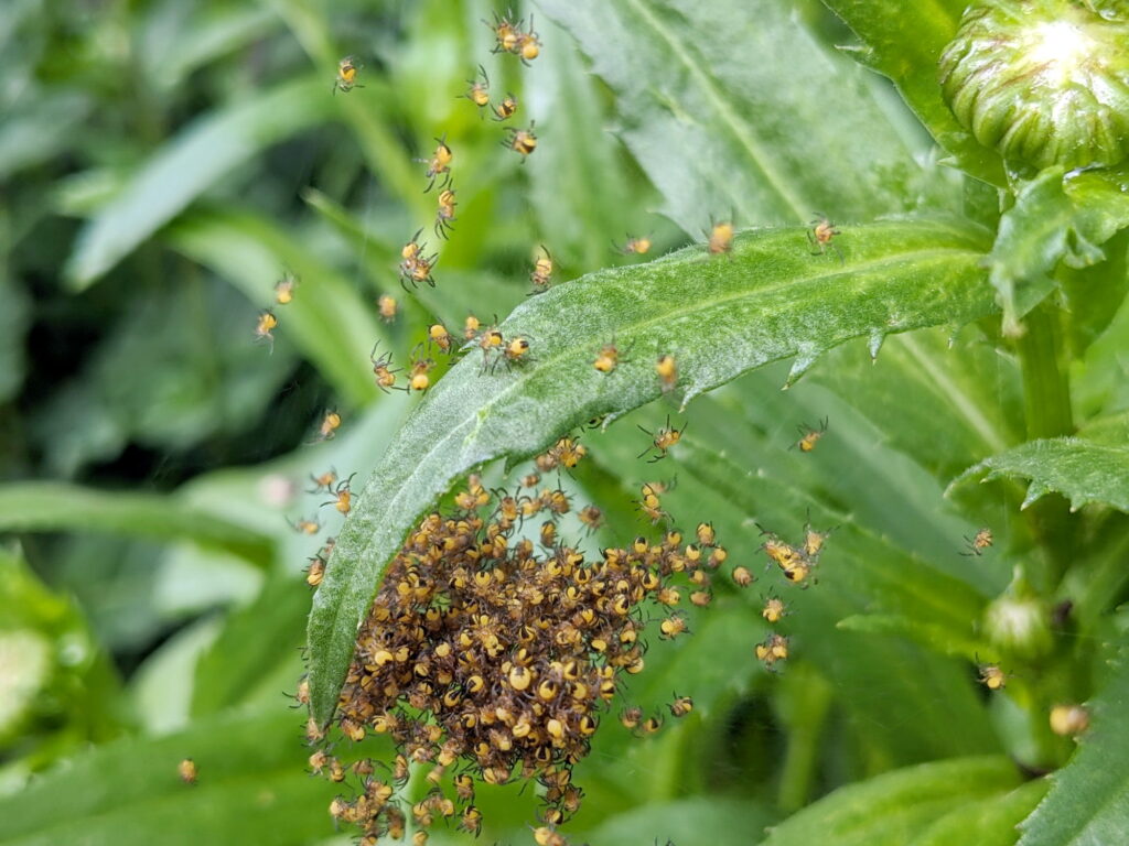 Hundreds of baby orbweaver spiders in Ontario, Canada.
