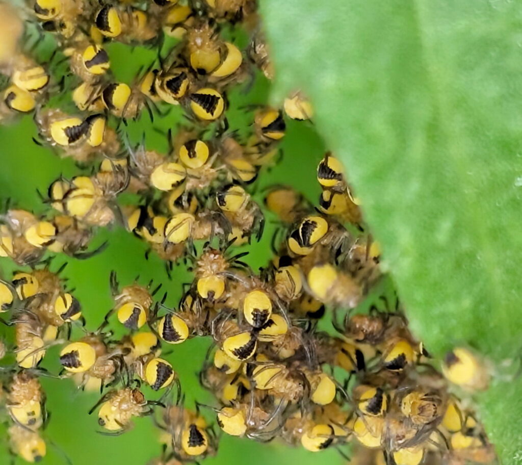 Hundreds of baby orbweaver spiders in Ontario, Canada.