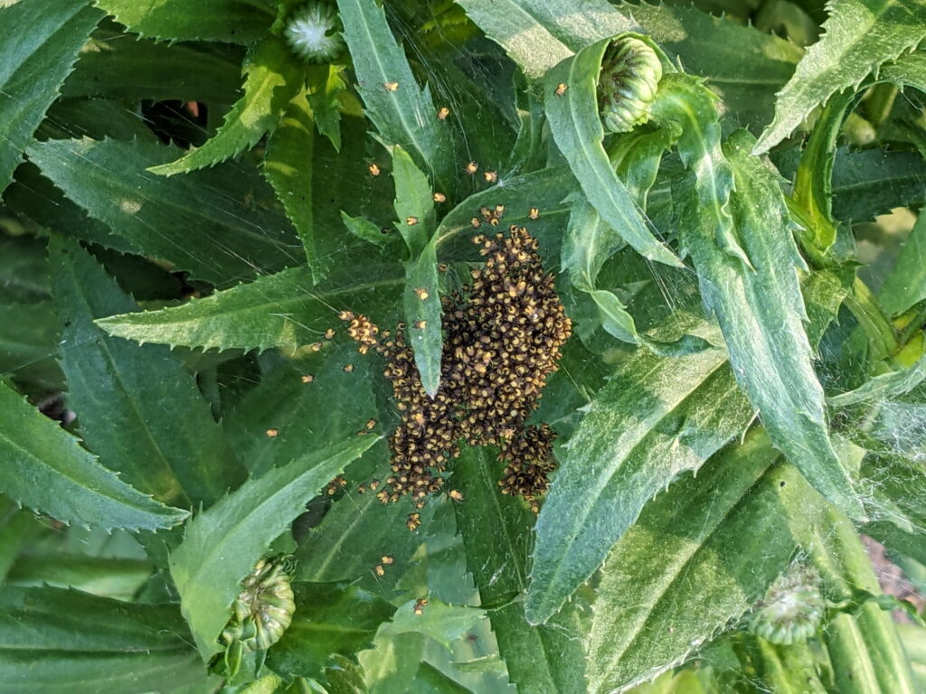 Hundreds of baby orbweaver spiders in Ontario, Canada.