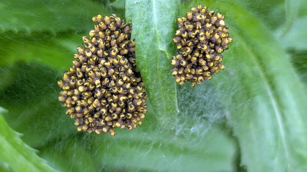 Hundreds of baby orbweaver spiders in Ontario, Canada.