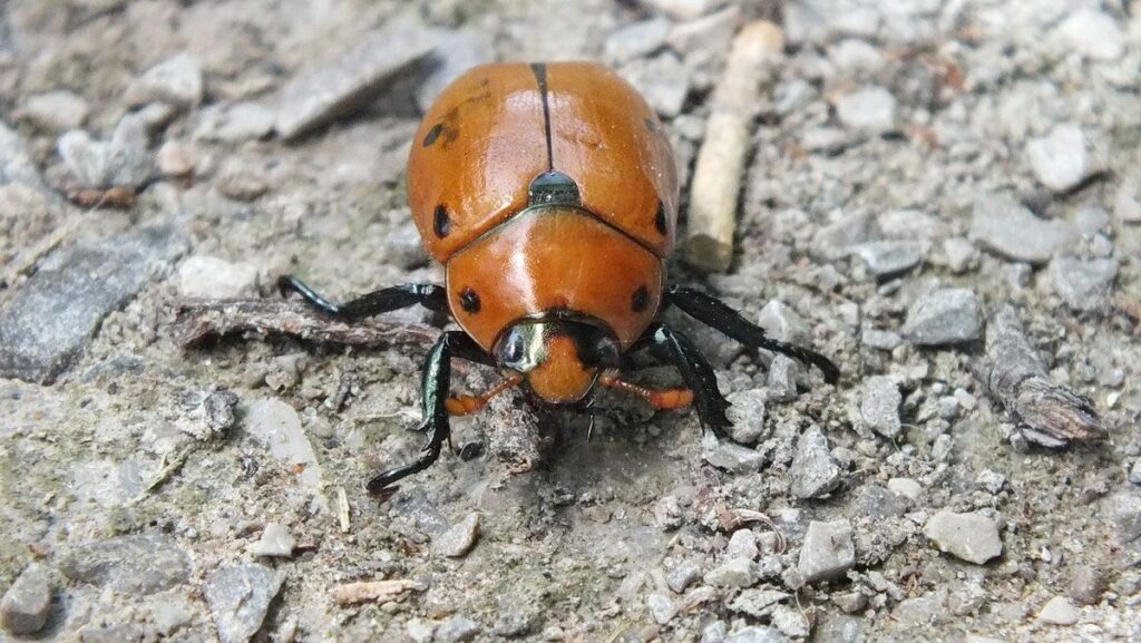 grape leaf beetle in Ontario, Canada