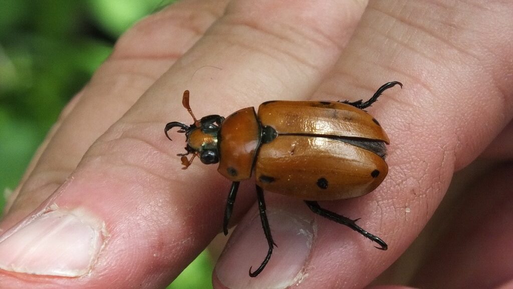 grape leaf beetle in Ontario, Canada
