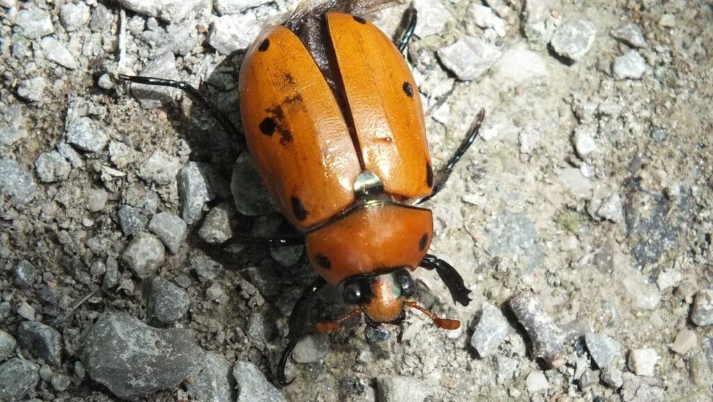 grape leaf beetle in Ontario, Canada.