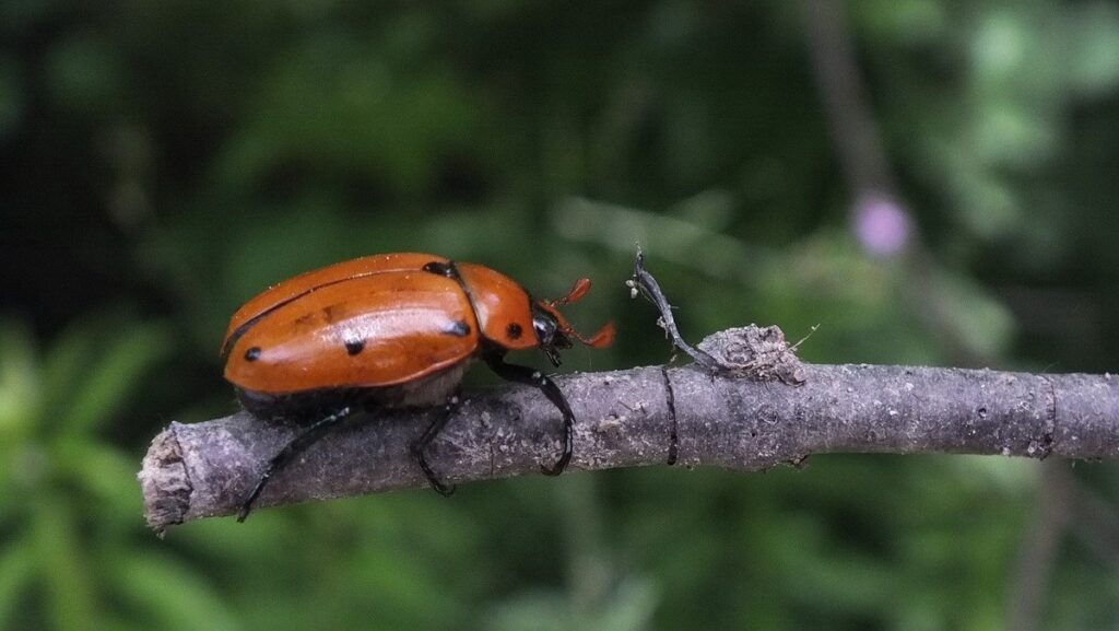 grape leaf beetle in Ontario, Canada