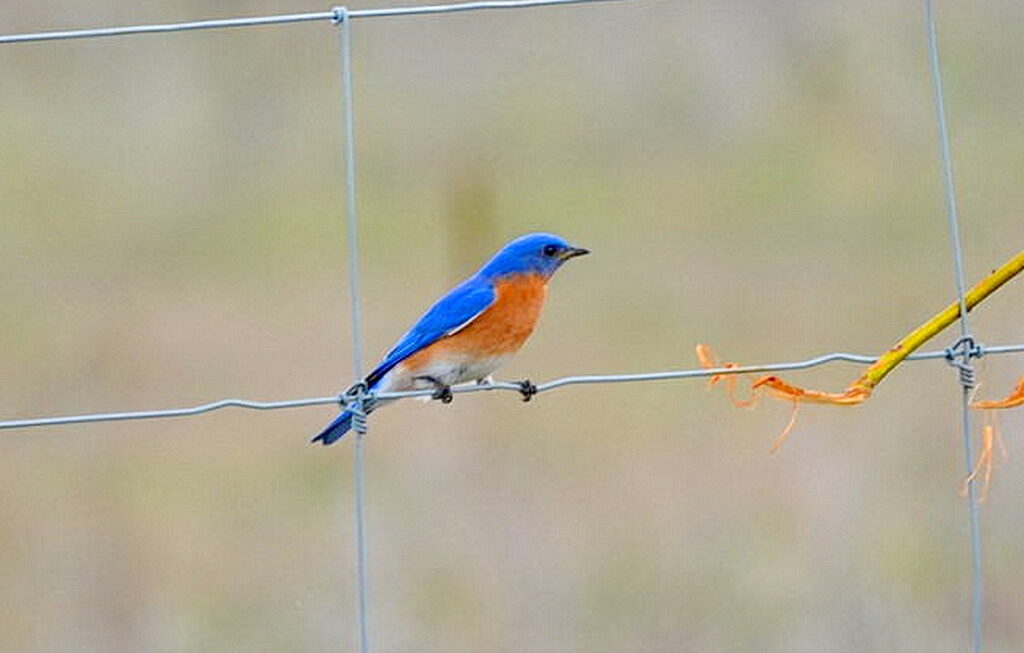 Eastern bluebird at the carden alvar