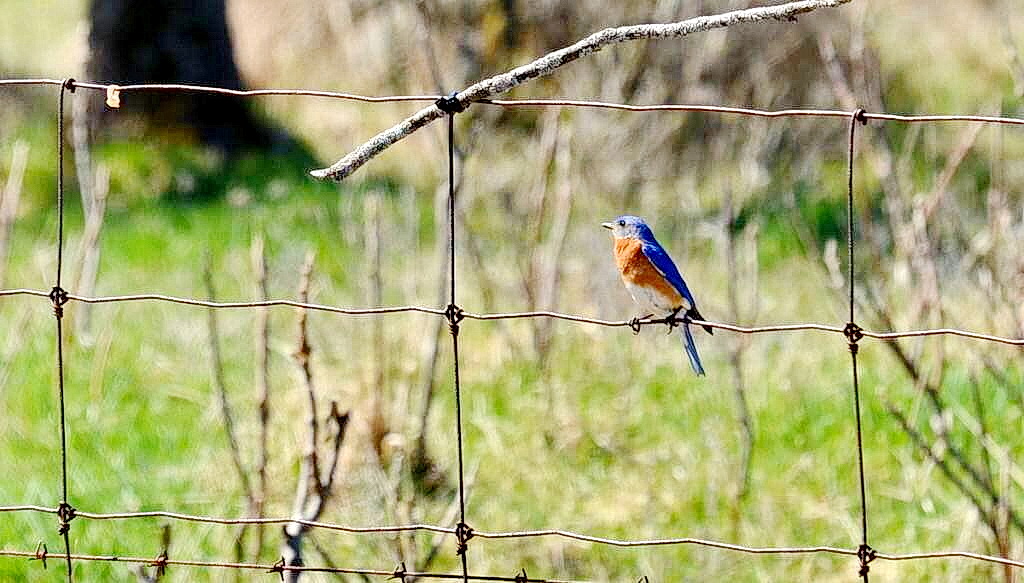 eastern bluebird, carden alvar, carden township, city of kawartha lakes, 