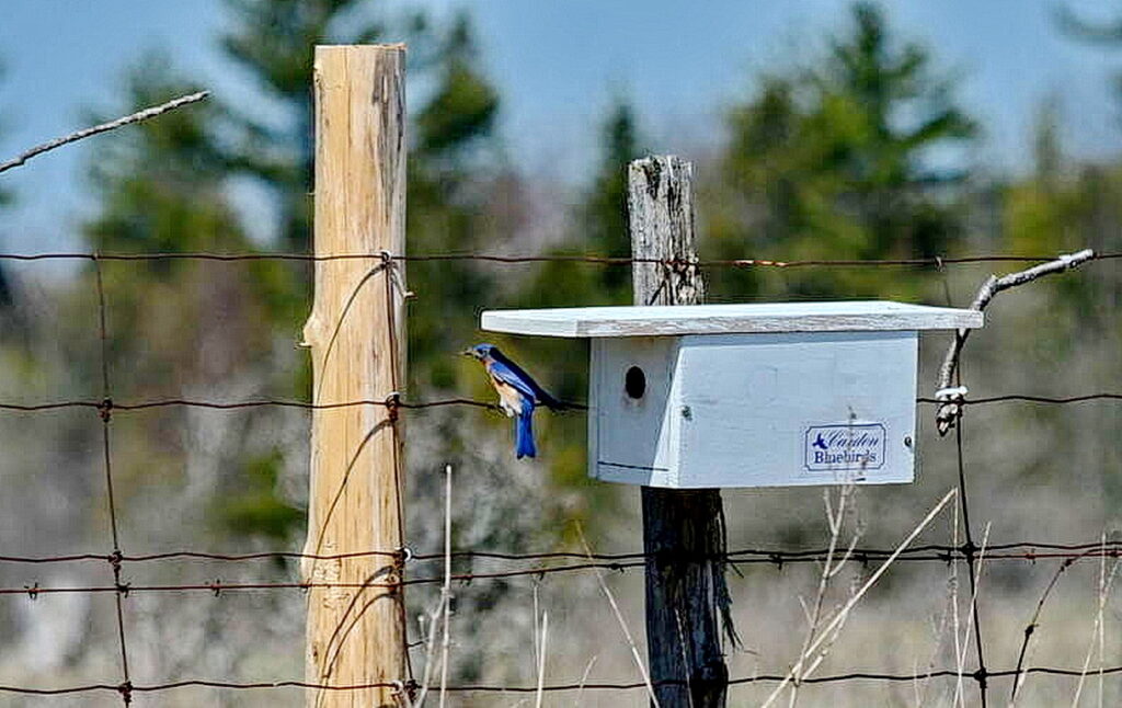 eastern bluebird, carden alvar, carden township, city of kawartha lakes, 